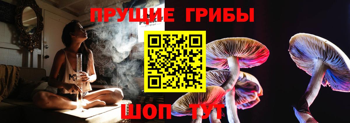 Псилоцибиновые грибы прущие грибы Зима